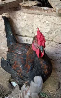 خروس