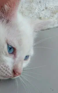 گربه