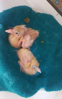 کبوتر و جوجه هاش