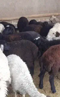 35 رس بره نر افشاری