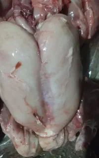 غذاهای سگوگربه