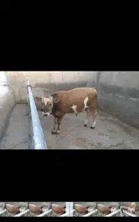 گوساله