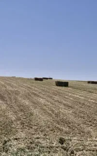 فروش ۳۳۰ بسته پرس یونجه