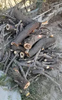 خرید چوب  و برش درخت
