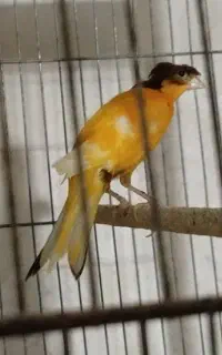 2 عدد قناری نر ریزه‌خوان (ابلغ پرتقالی و پرتقالی)