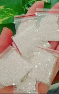 پودر شپش