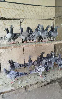 26تا جوجه پلاکی و 200تا بزرگ