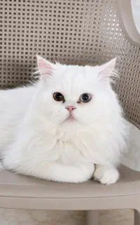 گمشده