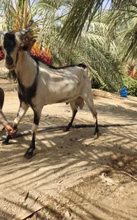 گوسفند نسل بنگال