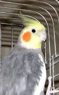 عروس هلندی(سینامون) گمشده
