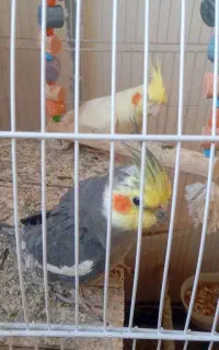 عروس هلندی