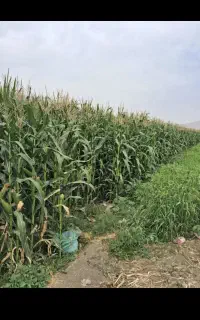 ذرت شیره