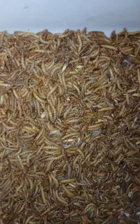 کرم میخورم