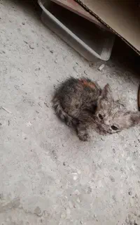 سه عدد گربه رایگان