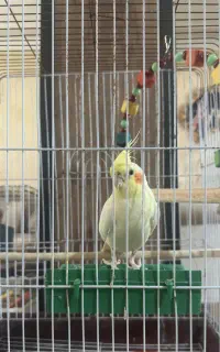 عروس هلندی ماده سرحال