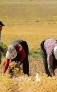 سرکارگری تمام محصولات کشاورزی