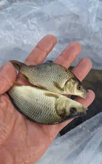 بچه ماهی کپور و تیلاپیا