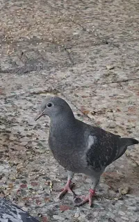 جوجه کبوتر پلاکی