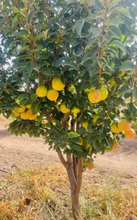 کارگر ساده خانم و آقا