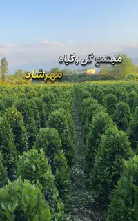 استخدام نیرو کار برای آبیاری باغ