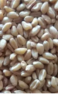گندم پیشگام
