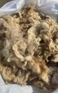 پشم گوسفند