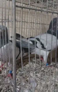 دوبر