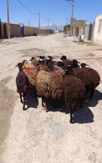 کاور تقلی قوچ گرفته