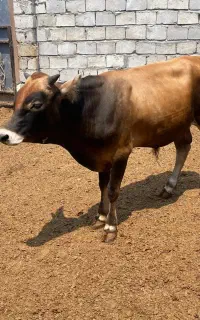 گاو پرواری