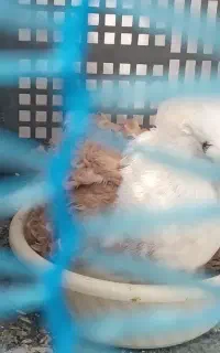 فروش دستگاه موزر