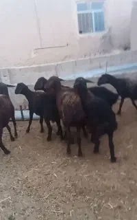 میش فروشی