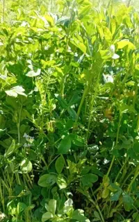 فروش علوفه یونجه