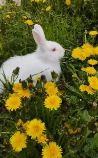 خرگوش نر زیبای سفیدبرفی