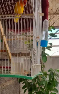 طوطی برزیلی