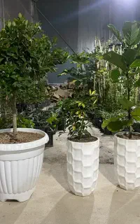 فروش نهال و گل در شهر صدرا