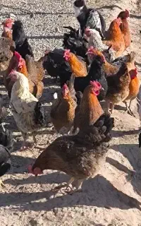 ۲۰عدد مرغ از ۱۳۰۰ یک عدد خروس ۲تومن