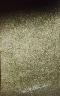 یونجه آماد کوبید شد درجه یک