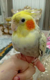 عروس هلندی
