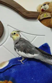 عروس هلندی نر