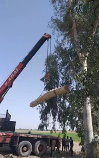 چوب  اکال مورد مرکبات  تنه کنده درخت