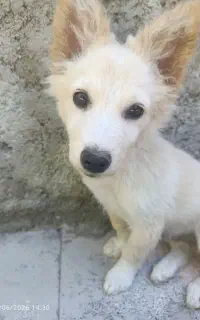 سگ پا کوتاه