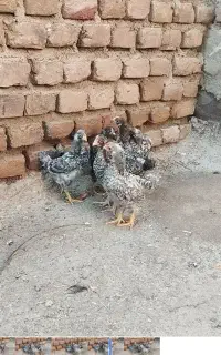 ۶عدد پلیموت راک آمریکایی