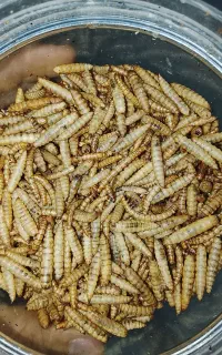 میلورم . سرباز سیاه
