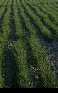 کارگر کشاورزی