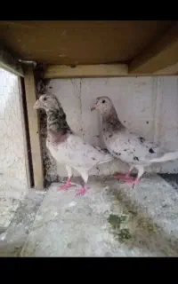 یک جفت هفرنگ سه عدد جوانه طوقی