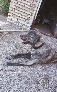 سگ نگهبان