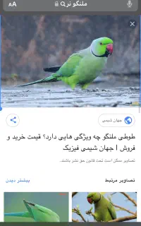 ملگو نر گمشده