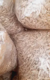 مغزتخمه سالم آفتابگردان