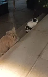 دوعدد خرگوش لوپ