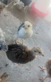 جوجه یک ماهه محلی